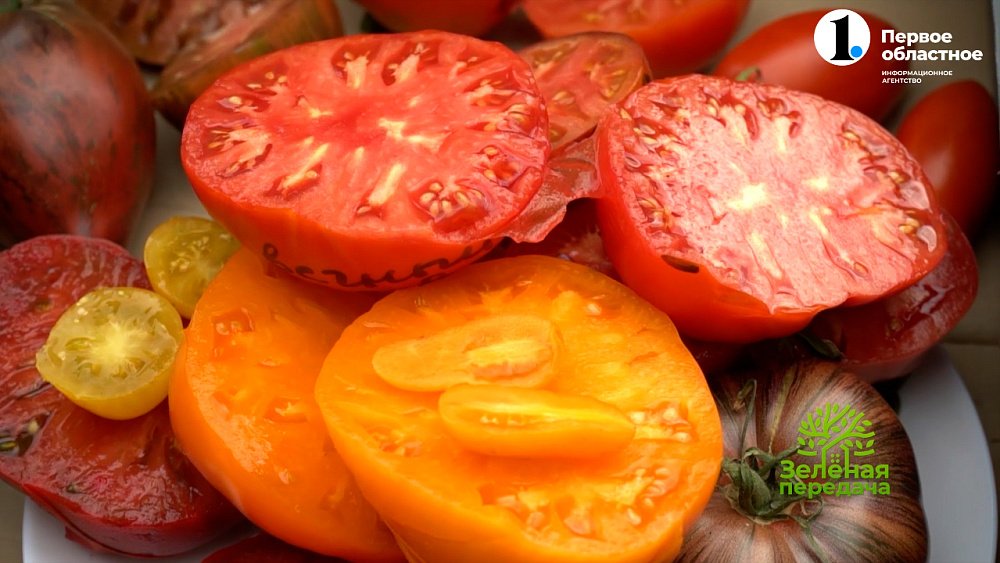 От выбора правильного сорта томатов зависит урожай