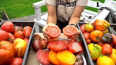 Сорта томатов 2023. Обзор опытного садовода