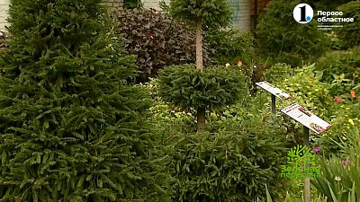 Цветник в старинной школе по современным канонам