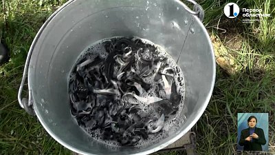 Реку Кумляк зарыбляют карпом, сазаном и стерлядью