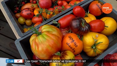 Выбирайте сорта вдумчиво в рубрике «Руки садовода»