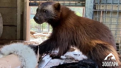 В Челябинском зоопарке росомаха получила меховой подарок