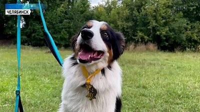 В Челябинске собаки и их хозяева соревновались в дог-фрисби