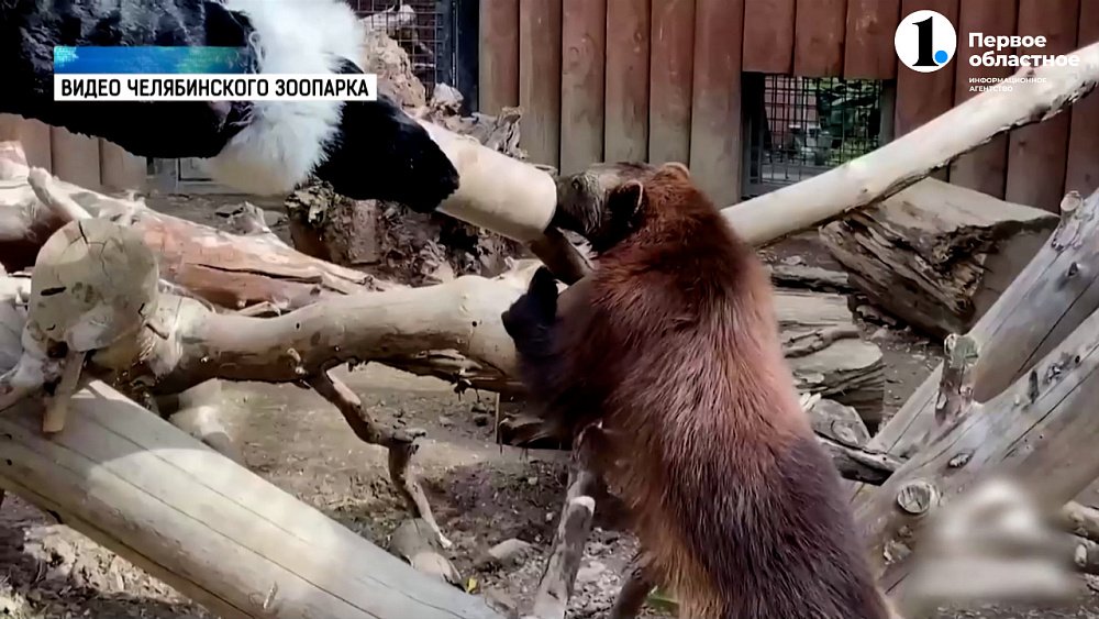 Росомаха в челябинском зоопарке устроила настоящую мастерскую