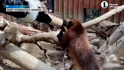 Росомаха в челябинском зоопарке устроила настоящую мастерскую