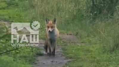 В Челябинске в городском бору вновь встретили лисицу