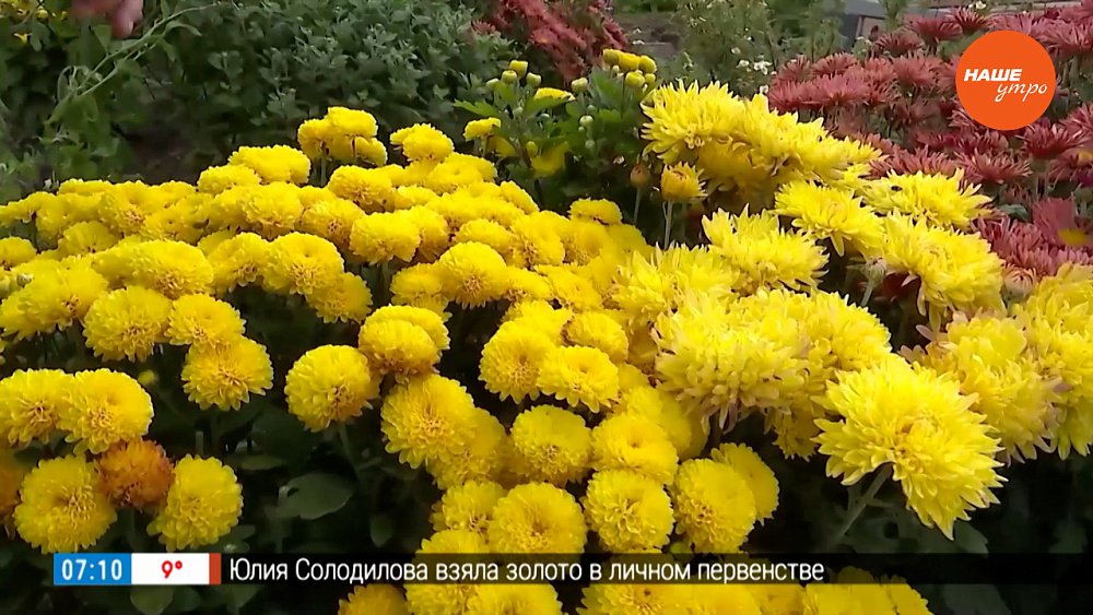 Не покупайте букет к Первому сентября — вырастите его сами в рубрике «Руки садовода»