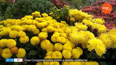 Не покупайте букет к Первому сентября — вырастите его сами в рубрике «Руки садовода»