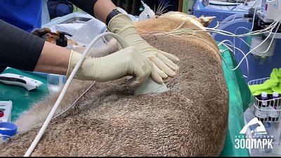 В Челябинском зоопарке показали работу ветеринаров