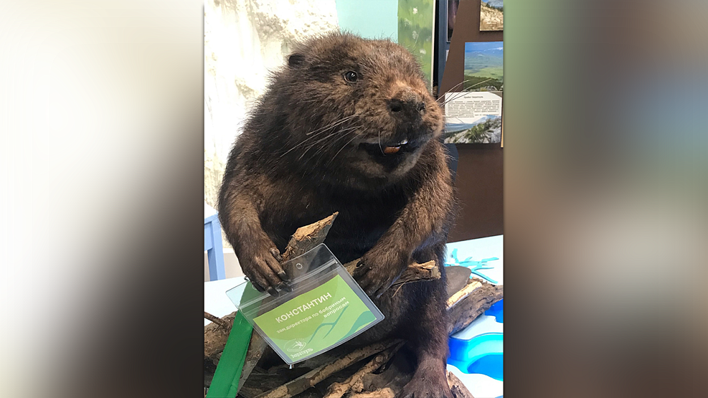 В нацпарке «Зюраткуль» на работу взяли бобра