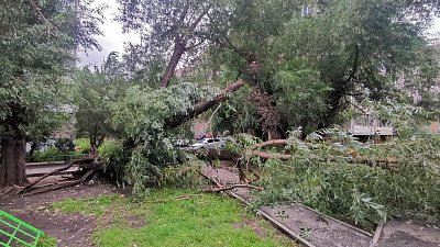 В Челябинске ветром повалило большое дерево