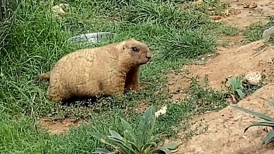 В Челябинском зоопарке сурок Соня готовится к наступлению зимы
