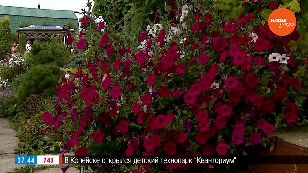 Новые кадочные культуры — в каждый сад! — в рубрике «Руки садовода»