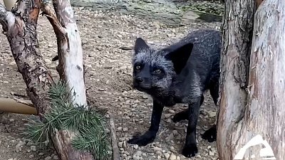 В Челябинском зоопарке мелким хищникам преподнесли подарки