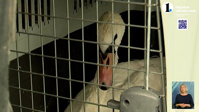 На Южном Урале в естественную среду обитания выпустили краснокнижных молодых лебедей-шипунов