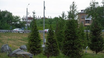 Хотели тую, а получили дулю: продавец растений обманным путем похитила 250 тысяч рублей