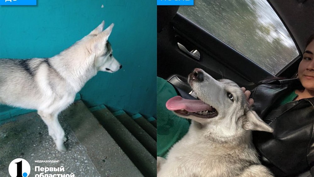 Жители Магнитогорска забрали собаку погибшего на пожаре хозяина