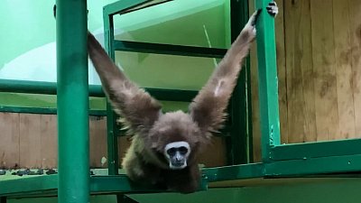 Самка гиббона обосновалась в челябинском зоопарке