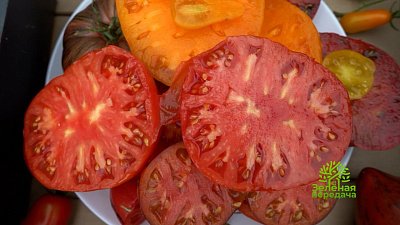 Выбираем правильный сорт томата для выращивания