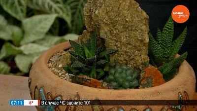 Воспоминания о лете и море в рубрике «Руки садовода»