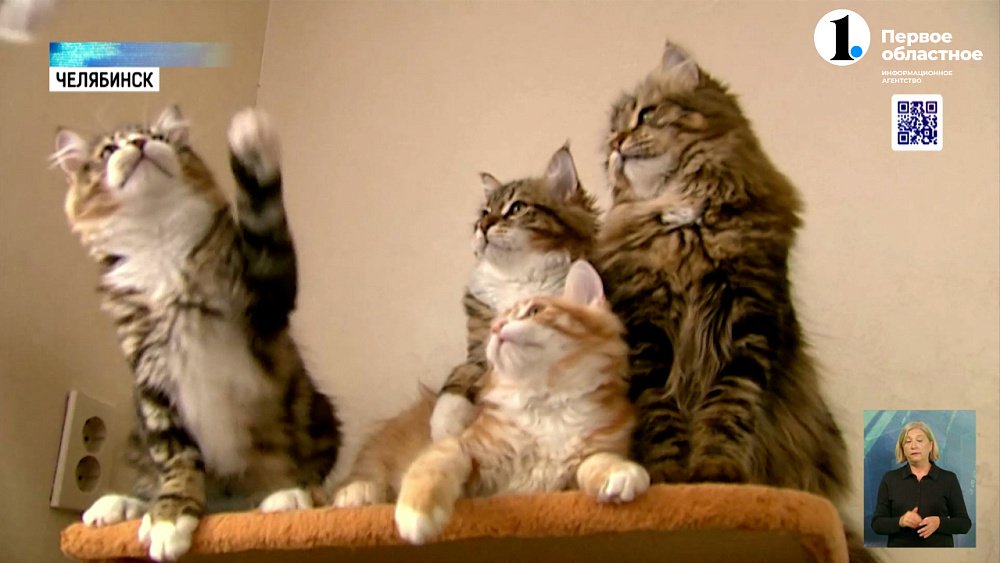 Ветеринарные лекарства пропадают с российских витрин