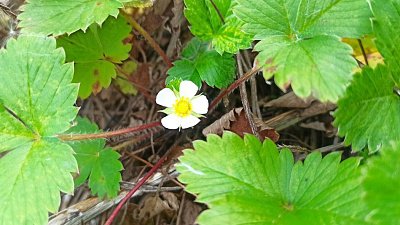 На Таганае осенью повторно зацвела земляника