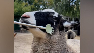 Барашек из челябинского зоопарка наслаждается почесушками