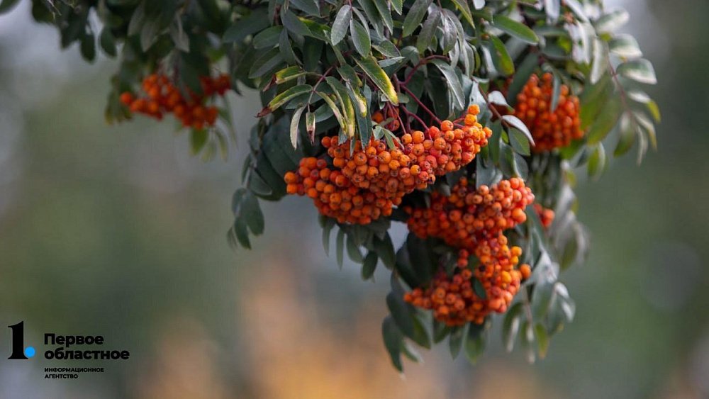 В Челябинской области прогнозируют дожди с грозами и град