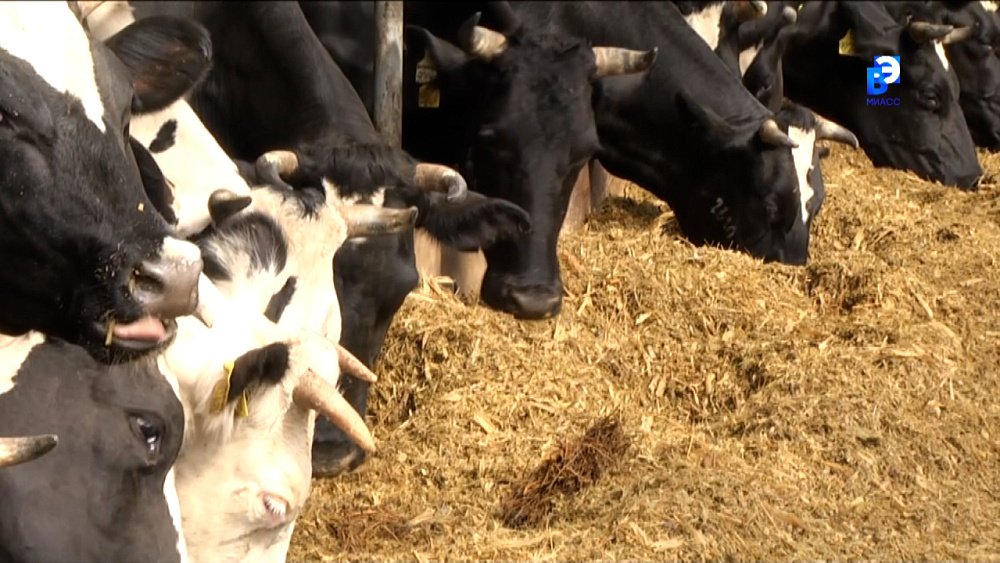 СХПК «Черновской» увеличивает молочное поголовье своих ферм