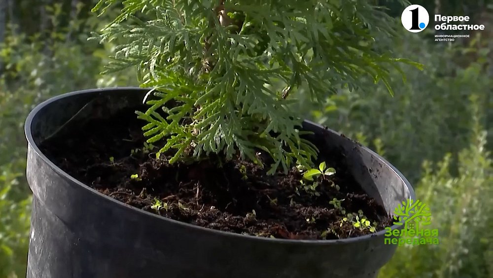 Выбираем саженцы правильно!