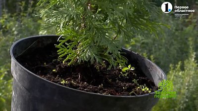 Выбираем саженцы правильно!