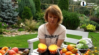 Жёлтоплодные и оранжевые сорта томатов