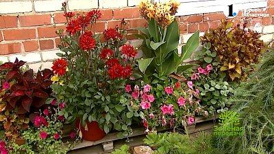 Красивые многолетние растения для кадок и кашпо