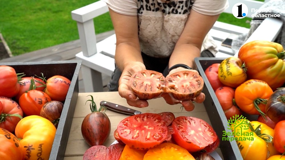 Модные сорта томатов