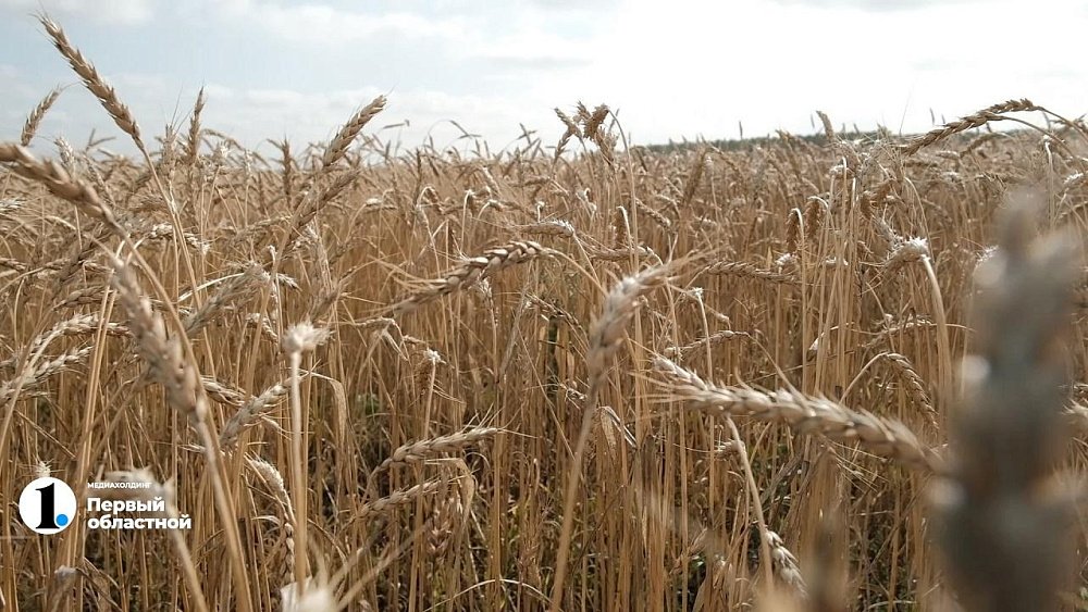 Южноуральский аграрий рассказал об особенностях уборки хлеба в дожди