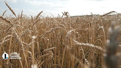 Южноуральский аграрий рассказал об особенностях уборки хлеба в дожди