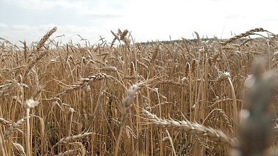 В Челябинске создали технологию получения муки из зерна низкого класса