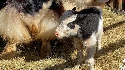 Пополнение в семействе яков из челябинского зоопарка