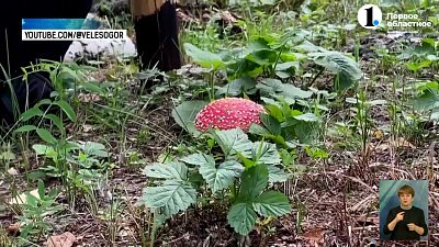 В Госдуме предлагают приравнять мухоморы к наркотикам