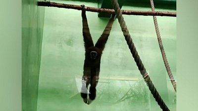 В Челябинском зоопарке гиббон делает зарядку на турнике