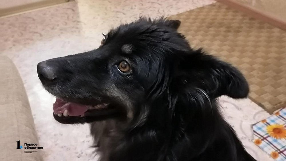 Челябинский корм для собак и кошек разрешили продавать за границу