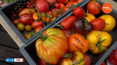 Необычные помидоры всех цветов радуги в рубрике «Руки садовода»