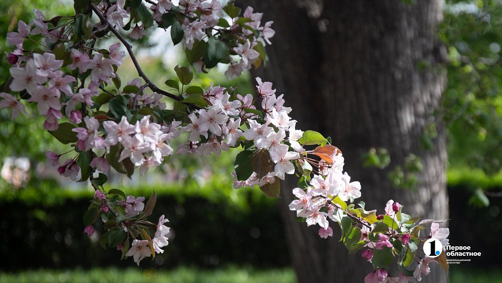 В городе Челябинской области повторно зацвела яблоня
