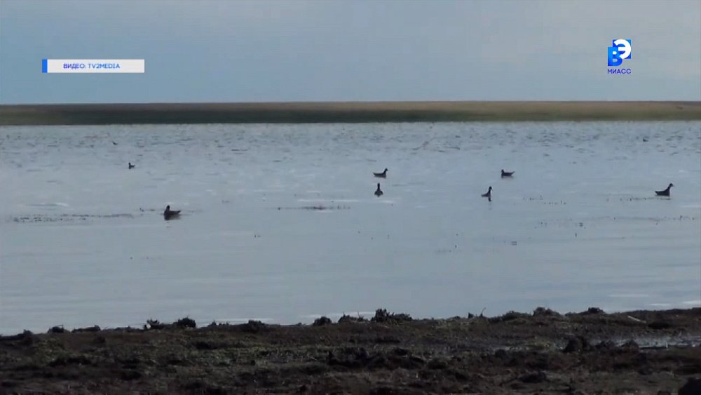 Правила и запреты в сезон охоты на дичь