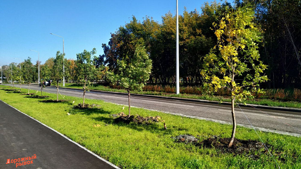 В Ленинском районе Челябинска высадят около сотни деревьев