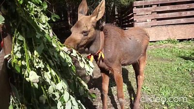 В нацпарке «Зюраткуль» показали сразу трех лосят