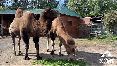 В Челябинском зоопарке верблюдов угостили зеленью
