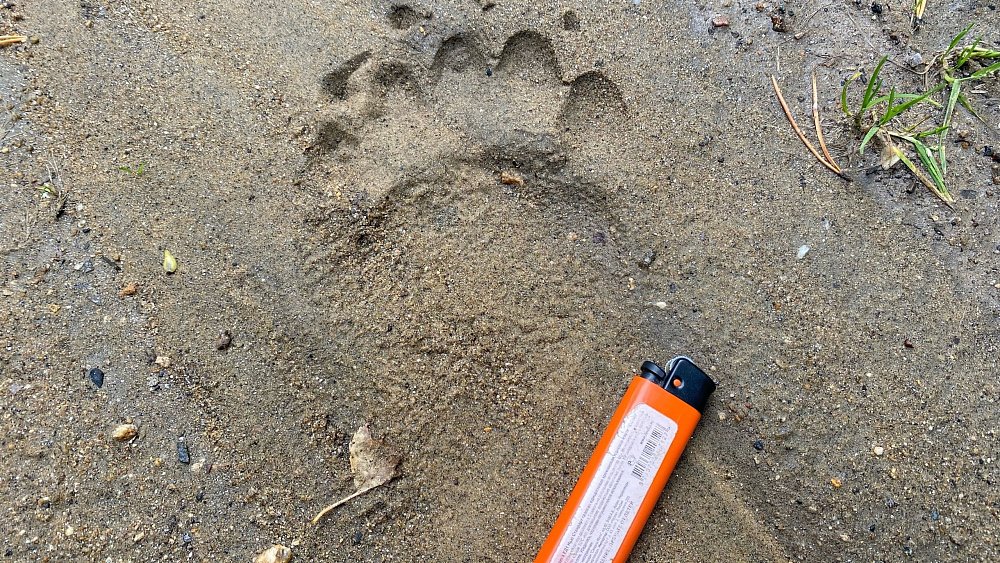 Неподалеку от Снежинска разгуливает молодой медвежонок