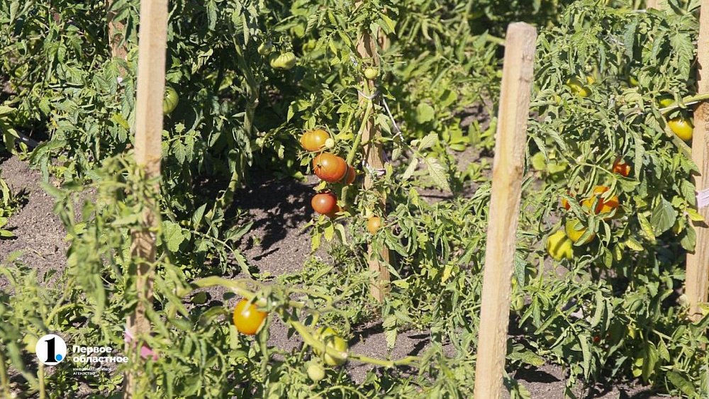 Пять способов помочь растениям пережить заморозки