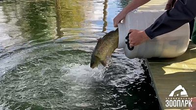 Челябинский зоопарк празднует 27 день рождения